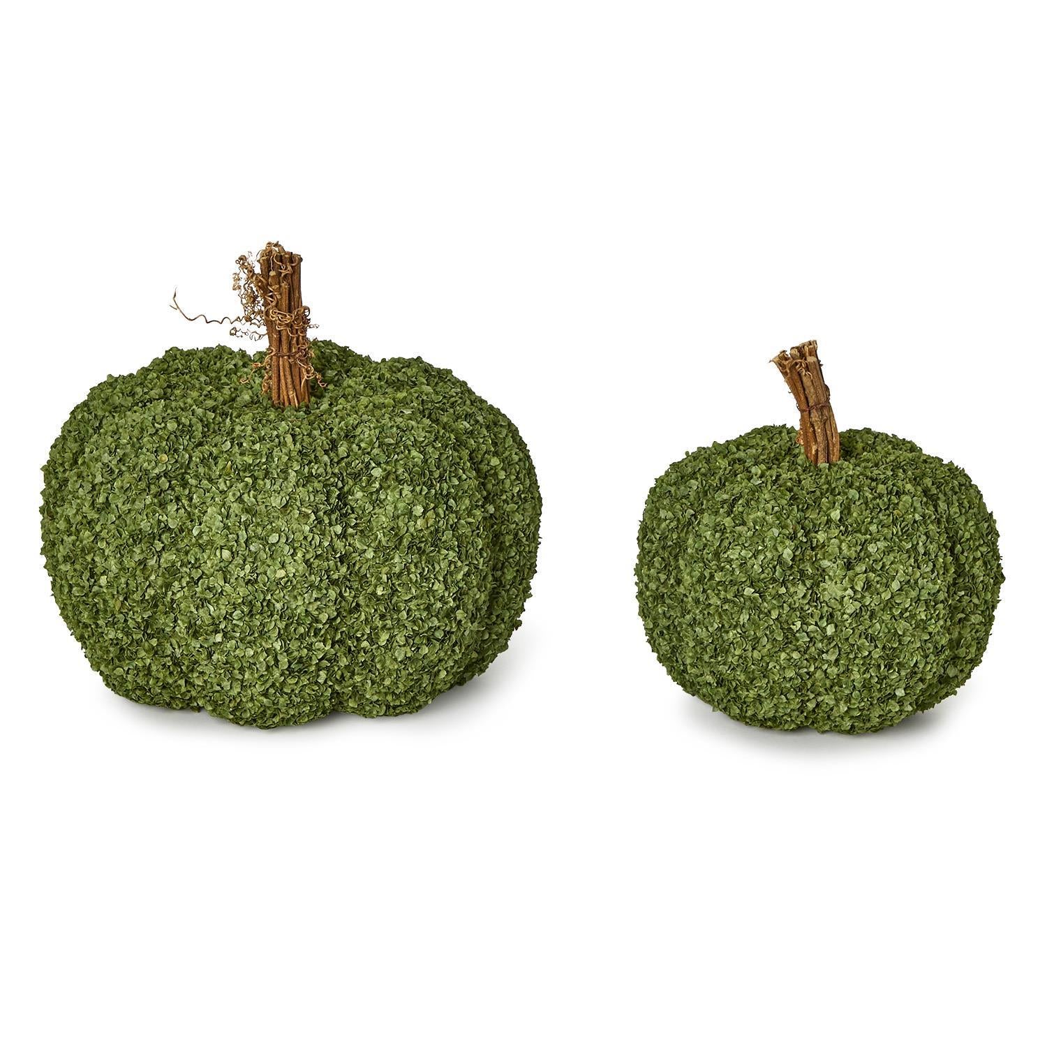 Preserved Natural Buckwheat Husk Pumpkins