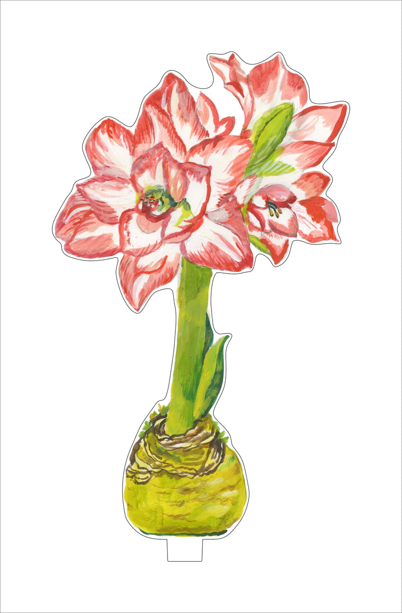 Kimberly Hodges Art | Blossom Peacock Amaryllis Large Acrylic