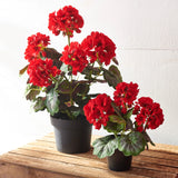 18" Potted Red Geranium