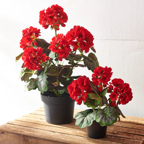 18" Potted Red Geranium