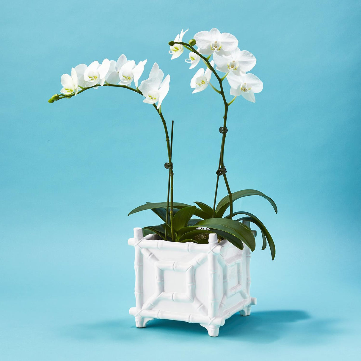 Two's Company | Faux Bamboo Cachepot