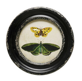 Framed Wall Decor with Moths/Butterflies Image