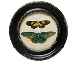Framed Wall Decor with Moths/Butterflies Image