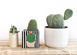 Happy Everything! | Black Stripe Medium Mini Nesting Cube