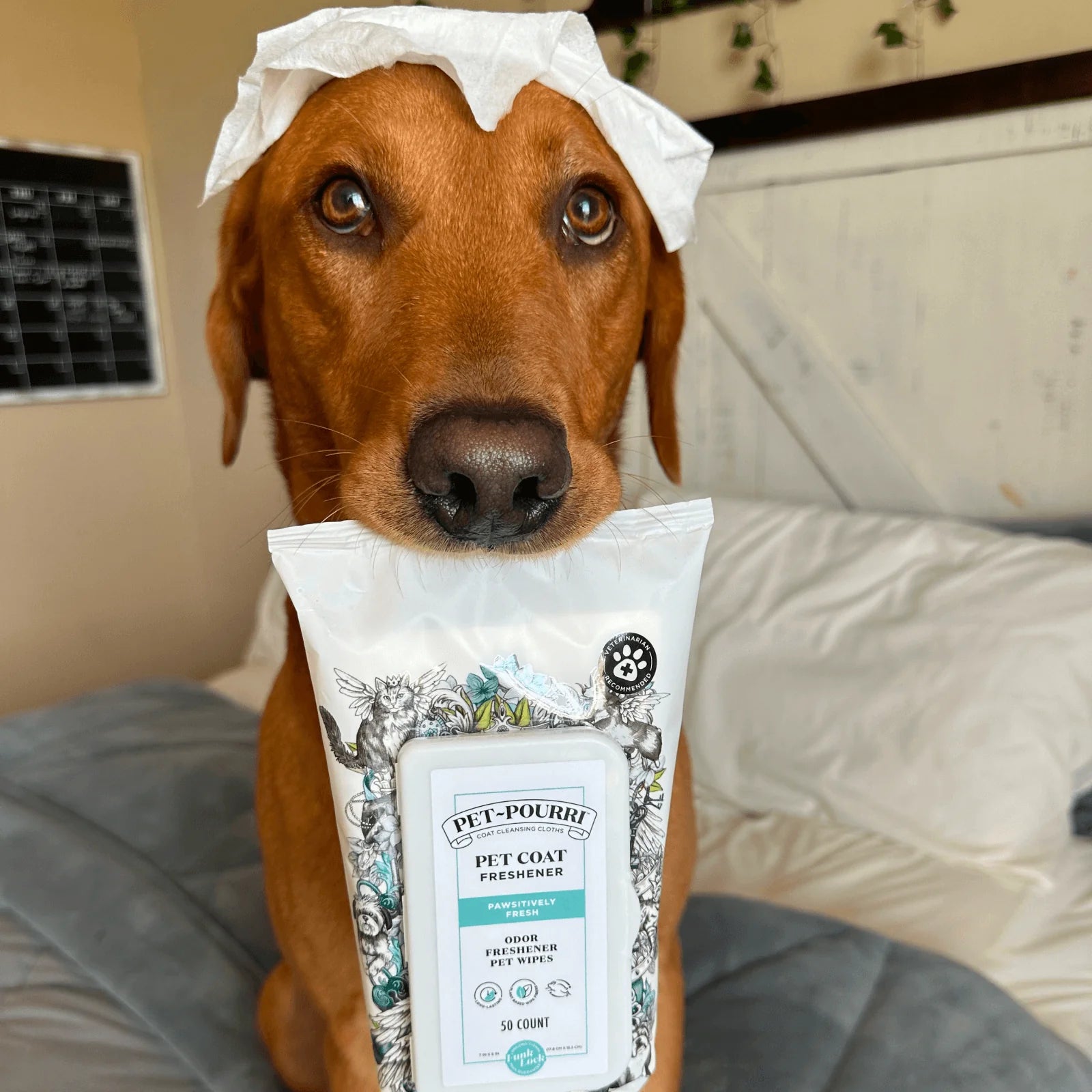 Pet-Pourri | Pawsitively Fresh Wipes